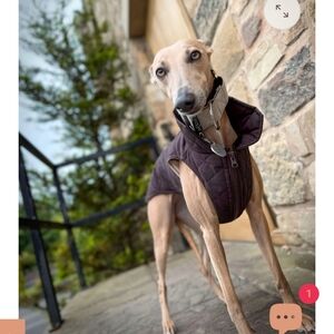 NWT Speedray The Margot Whippet Coat XL Slim